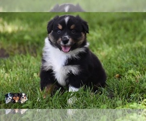 Australian Shepherd Puppy for sale in EASTON, MO, USA