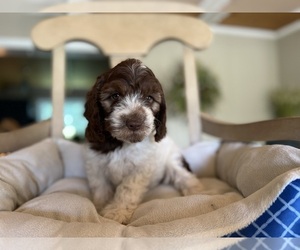 Cockapoo Puppy for sale in CONVERSE, IN, USA