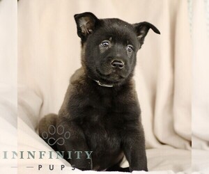 Belgian Malinois Puppy for sale in RONKS, PA, USA