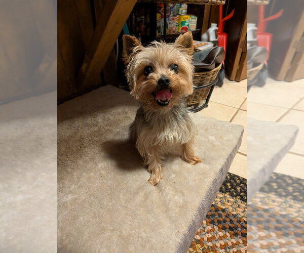 Medium Photo #3 Mutt Puppy For Sale in Vail, AZ, USA