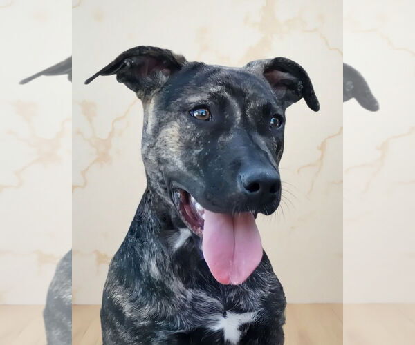 Medium Photo #1 Plott Hound-Unknown Mix Puppy For Sale in Pasadena, CA, USA
