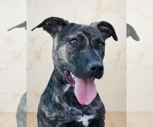 Medium Plott Hound Mix