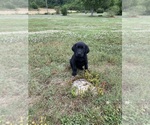 Small Photo #1 Labrador Retriever Puppy For Sale in ADAIRSVILLE, GA, USA