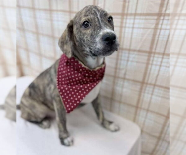 Medium Photo #2 German Shepherd Dog-Unknown Mix Puppy For Sale in Lakewood, CO, USA