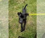 Small Mutt