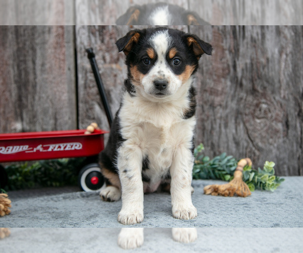 Medium Photo #15 Australian Cattle Dog-Miniature Australian Shepherd Mix Puppy For Sale in SULLIVAN, OH, USA