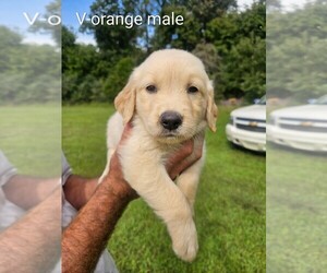 English Cream Golden Retriever Puppy for sale in BRYANT, AL, USA