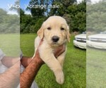 Small English Cream Golden Retriever