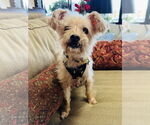 Small Mutt