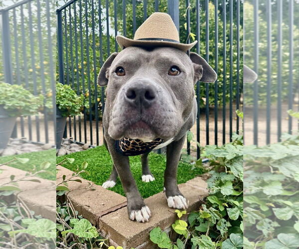 Medium Photo #10 American Staffordshire Terrier-Unknown Mix Puppy For Sale in Redlands, CA, USA