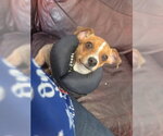 Small #2 Chihuahua Mix