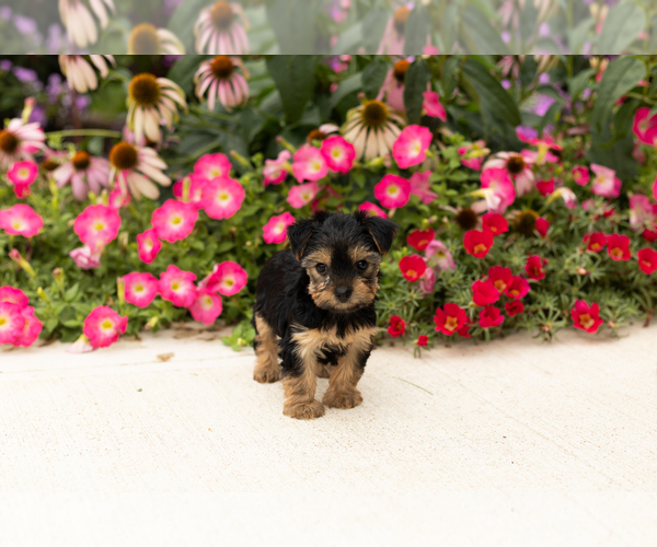 Medium Photo #3 Yorkshire Terrier Puppy For Sale in NAPPANEE, IN, USA