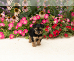 Small #2 Yorkshire Terrier