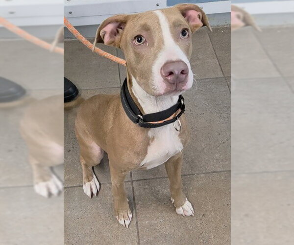 Medium Photo #1 American Staffordshire Terrier Puppy For Sale in Fort Lauderdale, FL, USA