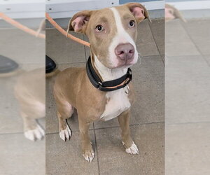 American Staffordshire Terrier Dogs for adoption in Fort Lauderdale, FL, USA