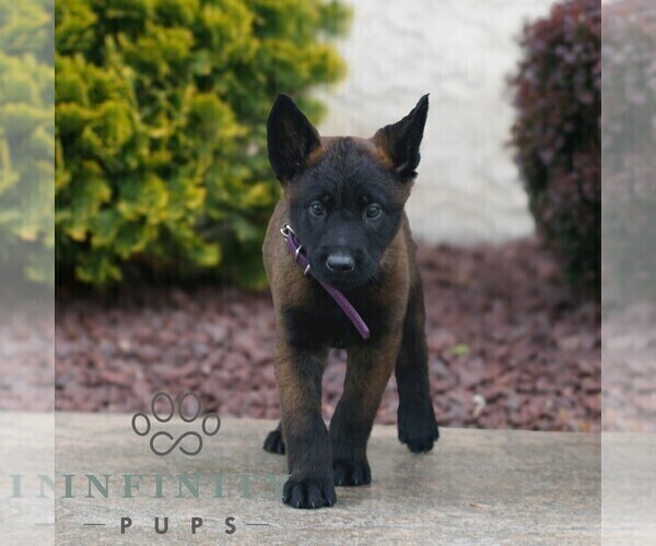 Medium Photo #3 Belgian Malinois Puppy For Sale in HONEY BROOK, PA, USA