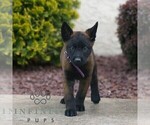 Small #2 Belgian Malinois