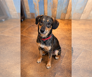 Tracker - Male Mutt Dog for Adoption - Photo #4