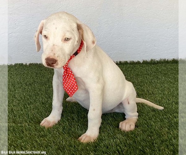 Medium Photo #4 Lab-Pointer Puppy For Sale in San Diego, CA, USA