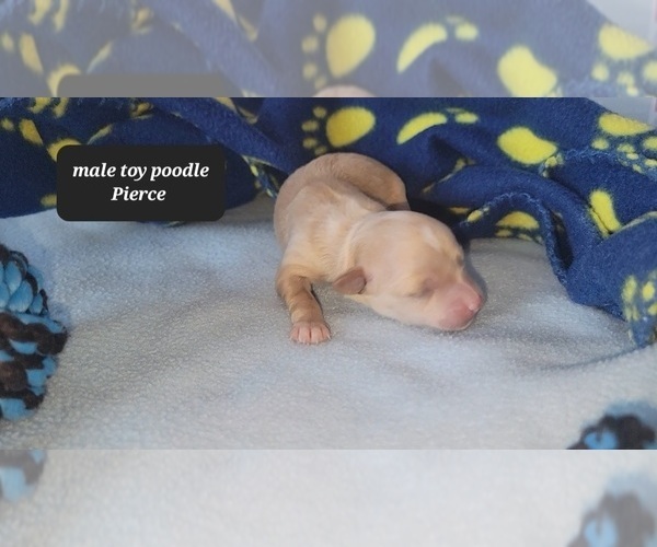 Medium Photo #2 Havapoo Puppy For Sale in TUCSON, AZ, USA