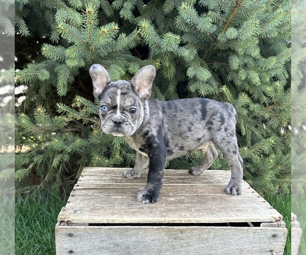 Medium Photo #1 French Bulldog Puppy For Sale in MIDDLEBURY, IN, USA