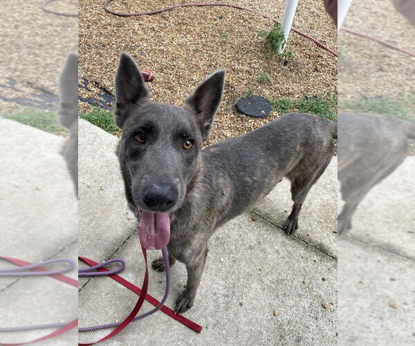 Medium Photo #4 - Mix Puppy For Sale in Imlay City, MI, USA