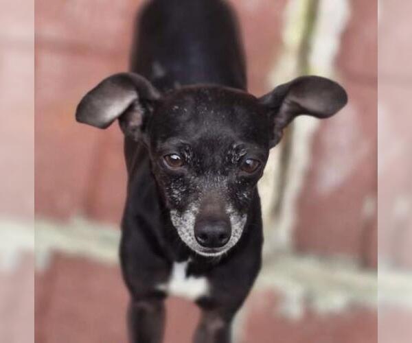 Medium Photo #3 Chihuahua-Unknown Mix Puppy For Sale in Yardley, PA, USA