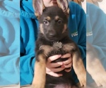 Small Photo #1 German Shepherd Dog Puppy For Sale in EAGLE GROVE, IA, USA