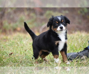 Miniature Australian Shepherd Puppy for sale in PALM COAST, FL, USA