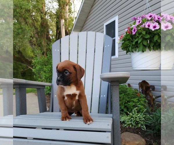 Medium Photo #4 Boxer Puppy For Sale in EDINA, MO, USA
