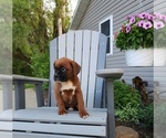 Small Photo #4 Boxer Puppy For Sale in EDINA, MO, USA