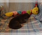 Small Photo #12 Great Dane Puppy For Sale in SPRAGGS, PA, USA