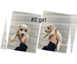 Puppy Puppy 4 Maltese-Maltipoo Mix