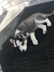 Siberian Husky Puppy for sale in MILWAUKEE, WI, USA