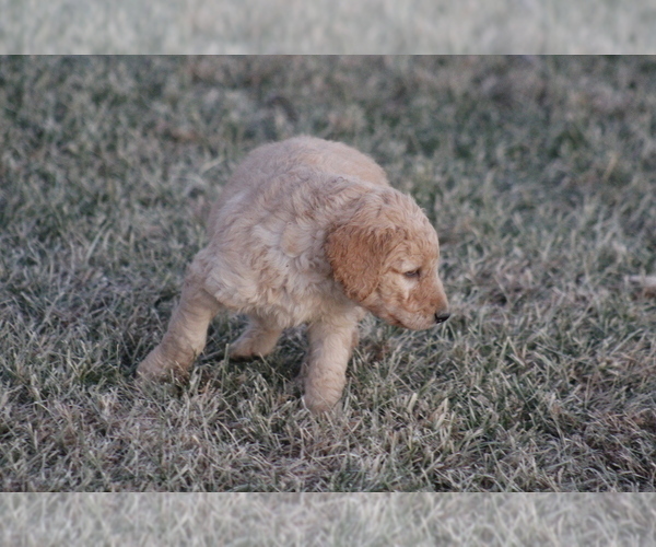 Medium Photo #6 Goldendoodle Puppy For Sale in MEMPHIS, MO, USA