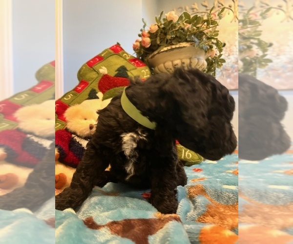 Medium Photo #3 Goldendoodle Puppy For Sale in NEW LONDON, NC, USA