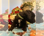 Small Photo #3 Goldendoodle Puppy For Sale in NEW LONDON, NC, USA