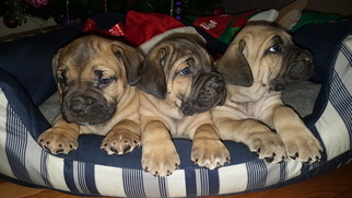 Cane Corso Puppy for sale in GEORGETOWN, DE, USA