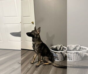 German Shepherd Dog Dogs for adoption in Foristell, MO, USA