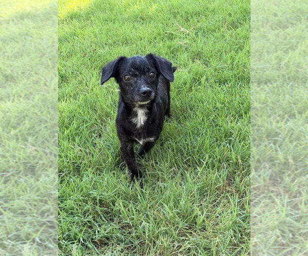 Medium Photo #1 Chiweenie Puppy For Sale in Great Bend, KS, USA