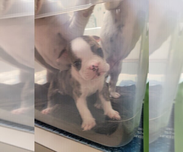 Medium Photo #10 Olde English Bulldogge Puppy For Sale in HAMLER, OH, USA