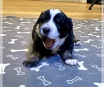 Puppy Boy 2 Australian Shepherd