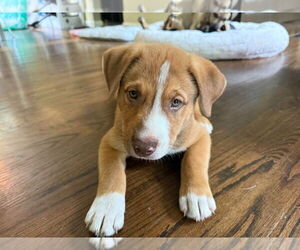Mutt Dogs for adoption in Minneapolis, MN, USA