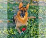 Small #11 German Shepherd Dog