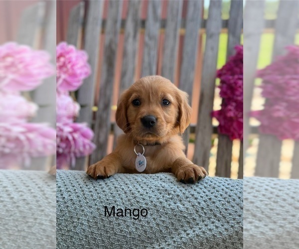 Medium Photo #20 Golden Retriever Puppy For Sale in MARSHFIELD, MO, USA