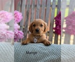 Small #19 Golden Retriever
