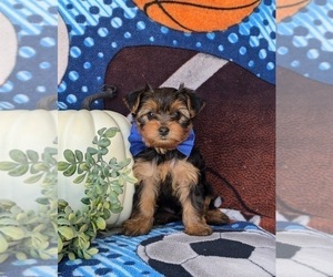 Yorkshire Terrier Puppy for sale in OXFORD, PA, USA