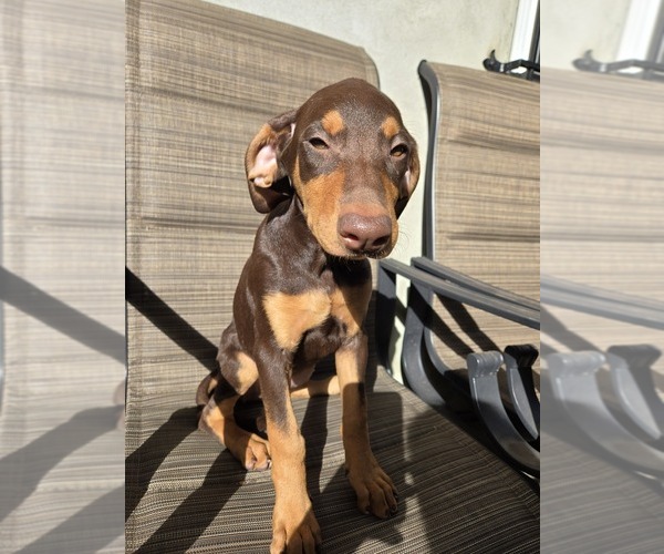 Medium Photo #7 Doberman Pinscher Puppy For Sale in NEWARK, NJ, USA