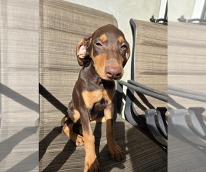 Medium Doberman Pinscher