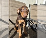 Puppy Caramel Doberman Pinscher